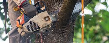 Best Hedge Trimming  in Arcola, IL