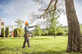 Trusted Arcola, IL Tree Services Experts