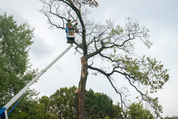 Best Seasonal Cleanup  in Arcola, IL